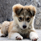 A puppy, taking a rest. Image: Klearchos Kapoutsis